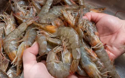 Pescadores de Altata están expectantes del Bienpesca y el levantamiento de la veda de camarón: dirigente