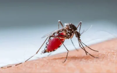 Confirman 345 casos de dengue en Culiacán; Salud refuerza acciones ante temporada de lluvias