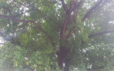 El arbolado urbano: clave para ciudades más saludables y seguras