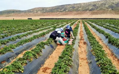 Atiende Sinaloa llegada de jornaleros con campañas de vacunación, asegura Secretario de Salud.