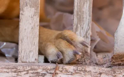 Denuncian acto de crueldad animal en el ejido Primero de Mayo de Los Mochis