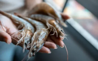 Esperan pescadores levantar veda en septiembre