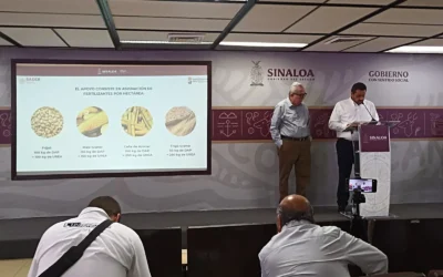 Sinaloa intensifica estímulos de lluvia y amplía apoyo agrícola: Bello Esquivel
