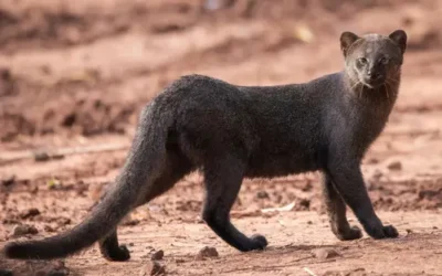 Captan por primera vez a un yaguarundí en la Zona Arqueológica de Xochicalco