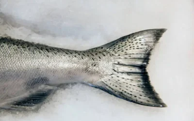 La COEPRISS no presenta reportes de intoxicaciones a causa del mal manejo de productos del mar