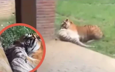 Tigre mata a su madre tras pelea territorial en zoológico de Colombia
