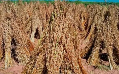 Preocupa a productores que por falta de lluvias, se seque el ajonjolí
