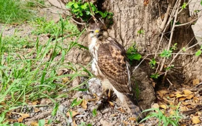 PC Culiacán y GEPA ahora rescatan un águila lesionado de un ala.