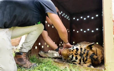 El Santuario Ostok rescata animales en medio de operativos de violencia en Culiacán