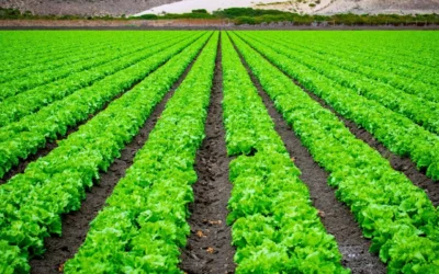 Aumenta ligeramente el nivel de las presas en Sinaloa; agricultores esperan más lluvias en septiembre y octubre