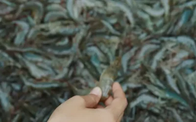 Pescadores de Altata llaman al levantamiento de la veda a más tardar el 15 de septiembre