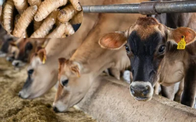 Restricción al ingreso de ganado centroamericano no afecta a Sinaloa, asegura Comité Pecuario