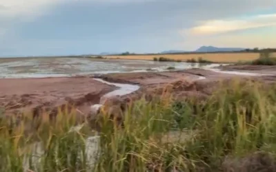 Productores agrícolas de Sinaloa ven con optimismo el inicio del ciclo agrícola tras lluvias