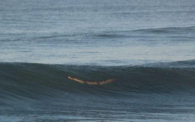 Alerta por presencia de cocodrilo en Playa en Mazatlán