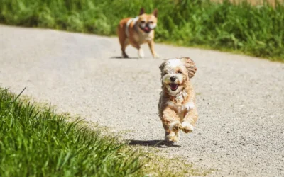 Sinaloa eleva a rango constitucional la protección de los animales
