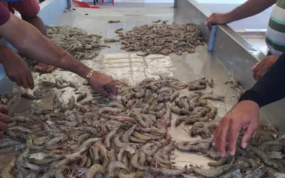 Levantan veda de camarón en bahías de Ahome; pescadores inician temporada con dificultades económicas