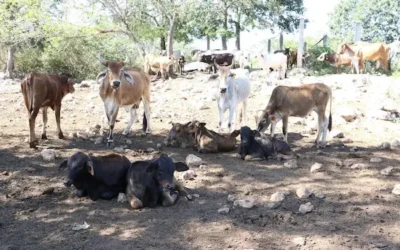 Lluvias impulsan el sector ganadero en Choix