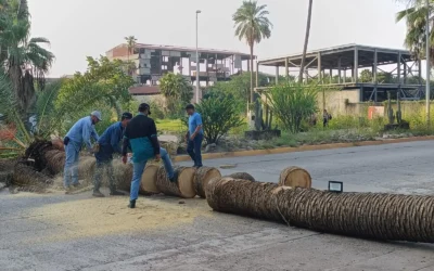 Servicios Públicos de Ahome retira palmera dañada de Parque Sinaloa de manera preventiva