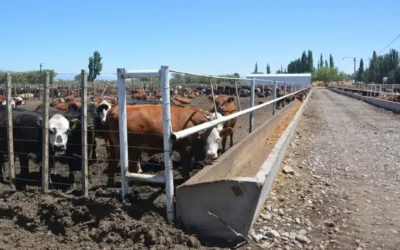 Ganadería en Ahome se recupera en la producción de leche, pero falta mercado para su producto