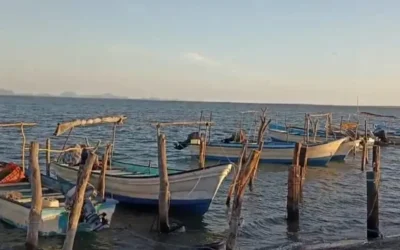 Pescadores de Topolobampo reportan capturas moderadas en el inicio de la temporada de camarón