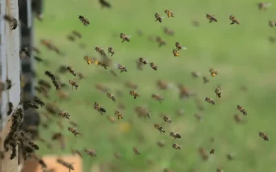 Protección Civil de Culiacán emite recomendaciones ante presencia de abejas en zonas urbanas