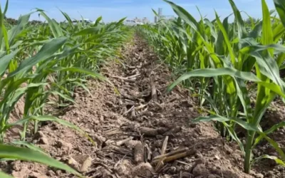 Productores agrícolas piden a diputados reasignaciones en el presupuesto federal para garantizar apoyos