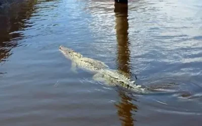 Protección Civil de Culiacán llama a no interactuar con cocodrilos avistados en ríos y parques