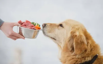 La dieta de las mascotas debe ser balanceada y no a base de sobres de carne: Amigos Animalistas A.C.