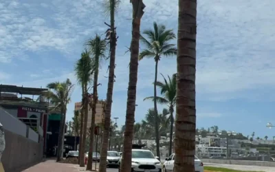 Consejo del Centro Histórico, presidido por Lic. Amado Sabas Guzmán Reynaud, impulsa la reforestación con palmeras en Olas Altas