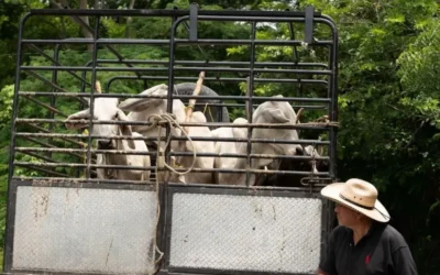 Crece tensión entre México y EE.UU. por el gusano barrenador del ganado