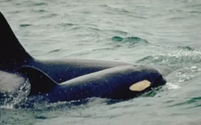 Orca conmueve en Washington al cargar a su cría muerta: un duro recordatorio de su lucha por sobrevivir