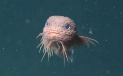Científicos descubrieron tres nuevas y adorables especies de peces caracol en las profundidades de California