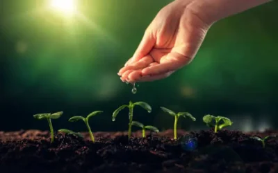 AARFS prevé ampliar superficie de cultivos de alta demanda gracias a recientes lluvias