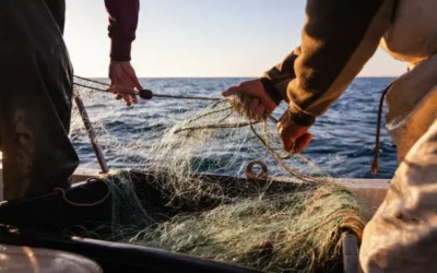 Pescadores de Altata esperan más conciencia del gobierno federal en apoyos: dirigente