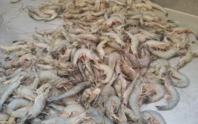 ¡Empieza mal! La temporada de captura de camarón inicia con baja producción