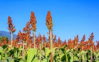 El sorgo puede ser una opción de cultivo por la falta de agua: AARFS