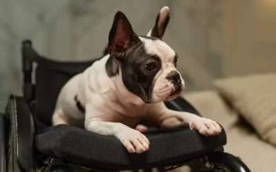 A pesar del estigma se han logrado adopciones de animales con discapacidad: Amigos Animalistas AC