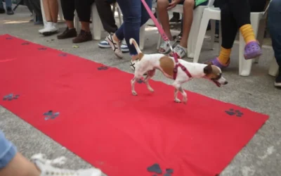 Estrella Palacios impulsa el respeto y cuidado animal con la novena campaña “Huellitas del Bienestar”