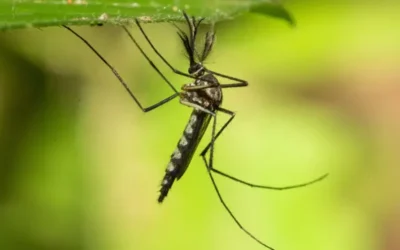 Histórico hallazgo: detectan mosquitos por primera vez en Islandia, uno de los últimos países libres de estos insectos