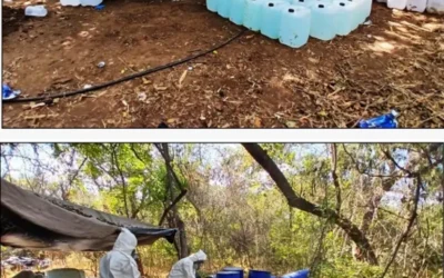 Ejército Mexicano y la Guardia Nacional aseguran droga y sustancias químicas en Sinaloa