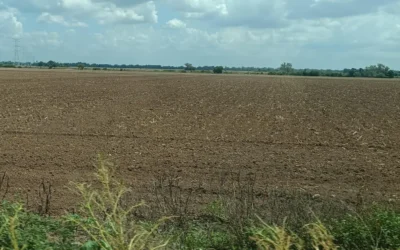 Módulo de Riego Las Milpas prevé un ciclo agrícola más prometedor gracias a lluvias y planeación.