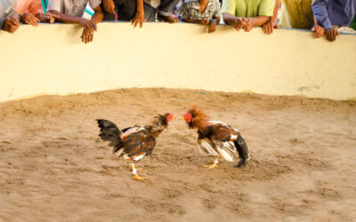 Criador de gallos muere tras ser atacado por su propio animal en Perú