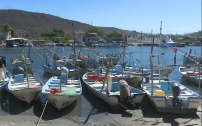 Continúan los niveles regulares de captura de camarón en Topolobampo