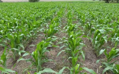 Productores del Carrizo esperan mayor volumen de agua para el próximo ciclo agrícola