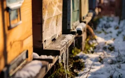 Apicultores de Culiacán se preparan para la crisis alimenticia de las abejas en otoño e invierno
