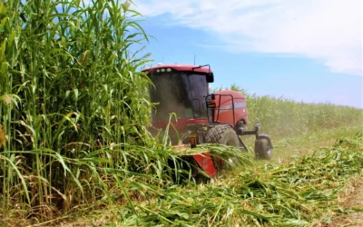 Agricultores de Culiacán enfrentan incertidumbre por precio del maíz pese a buen panorama hídrico