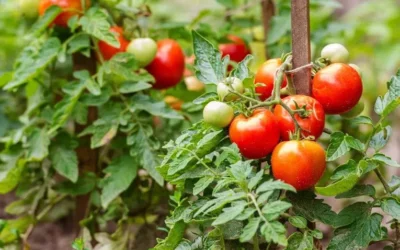 Productores de tomate en Sinaloa enfrentan incertidumbre por aranceles y sobreproducción