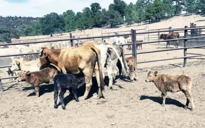 Apoyarán a ganaderos del norte del país; Sinaloa busca integrarse al programa