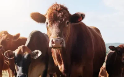 Genera buena expectativa el anuncio de plantas modulares móviles para erradicar el gusano barrenador: Martín Samaniego Cotera