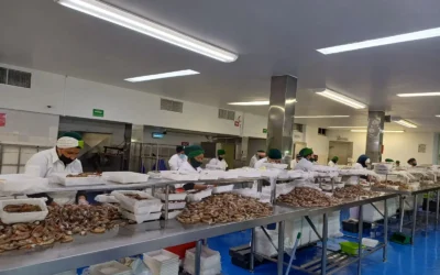 40 empacadoras de camarón de Mazatlán quedaron excluidas del apoyo del Bienpesca